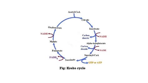 Krebs Cycle Definitions Features And Stages Sciencequery Com