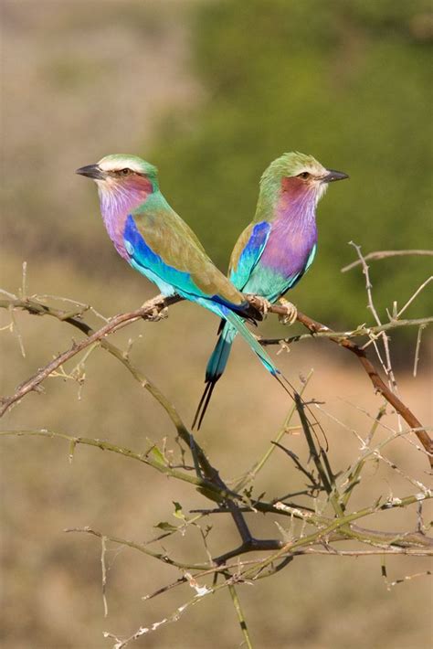 The Lilac Breasted Roller Lilac Breasted Roller South African Birds