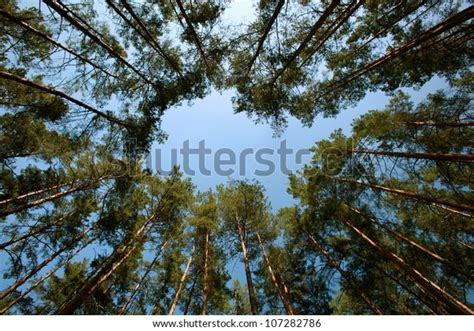 Looking Forest Perspective Stock Photo Edit Now 107282786
