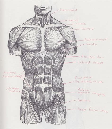 So we will use the muscle chart from step 8 as a guide to block the muscle in, quite forcefully at first, as this will also be our base for the écorché side of the figure, so we should. Torso Muscle Reference by robotrevolt on DeviantArt