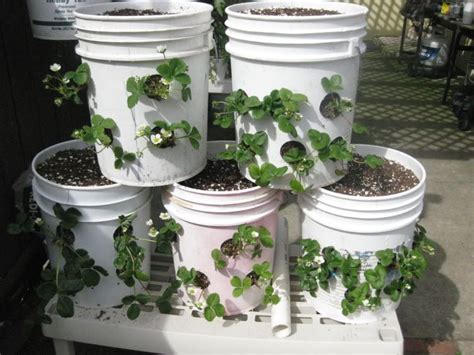 Strawberry Plants In 5 Gallon Buckets Wonder How I Can Earthbox This