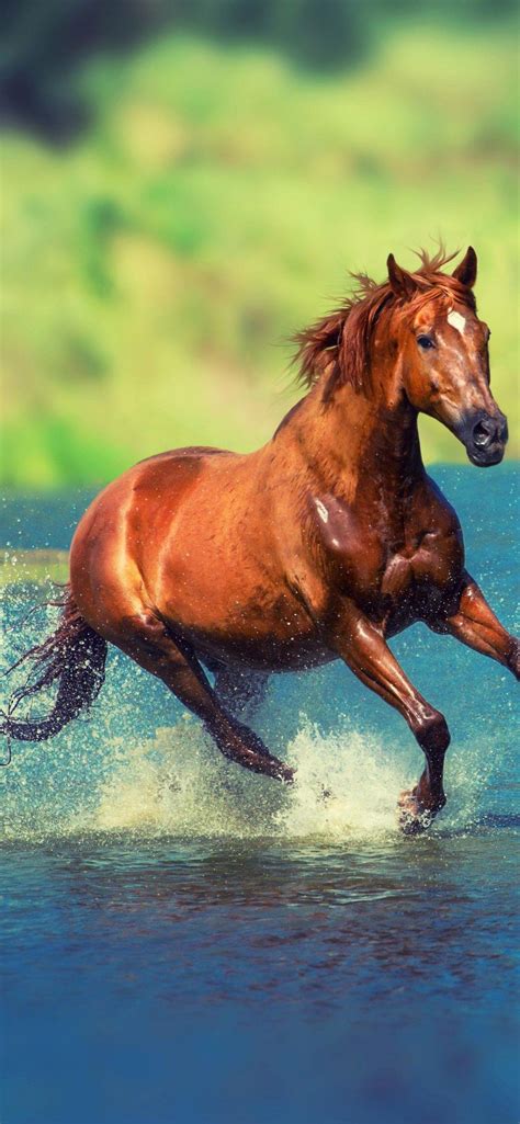 Beautiful Horses Running Wild Wallpapers Top Free Beautiful Horses