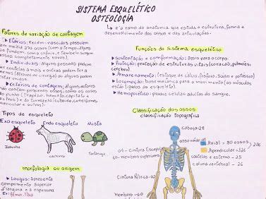 Anatomia Google Drive Resumos Enem Rotina De Estudos Cadernos