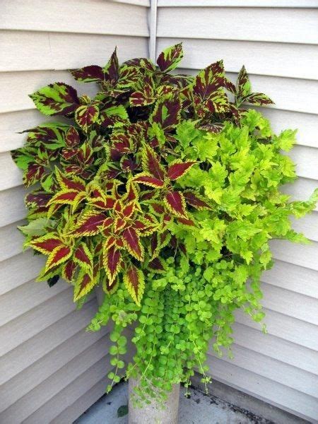 Coleus Floral Arrangements Flower Pots Outdoor Garden Containers Plants