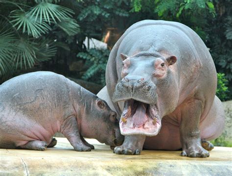 Free Images Wildlife Zoo Mammal Fauna Animals Hippopotamus