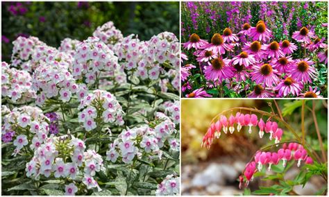 Partial Shade Perennial Flowers Zone 5 11 Best Perennial Flowers For
