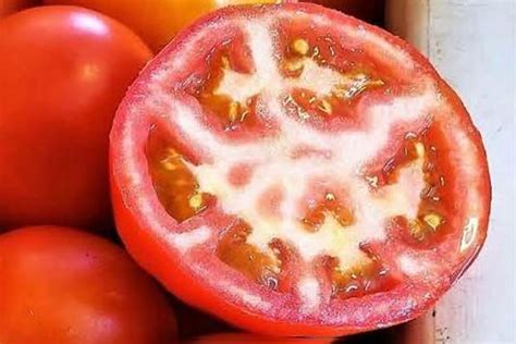 Tomato Fruit Disorders When It Comes To Tomatoes July Is That Time
