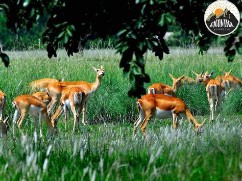 Flora And Fauna In Nepal Bengal Tigers Heaven On Earth