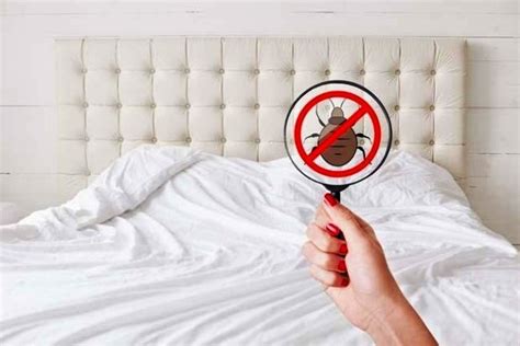 Sleep Tight And Dont Let The Bed Bugs Bite With These Steps Rushpr News