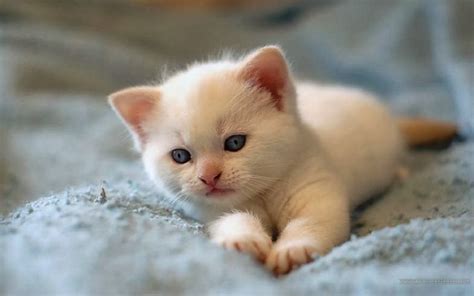 Cute White Little Cat Cat Pictures