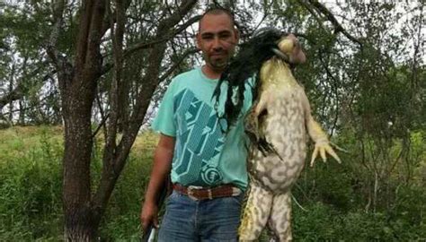 Did This Man Kill The Worlds Largest Frog Newshub