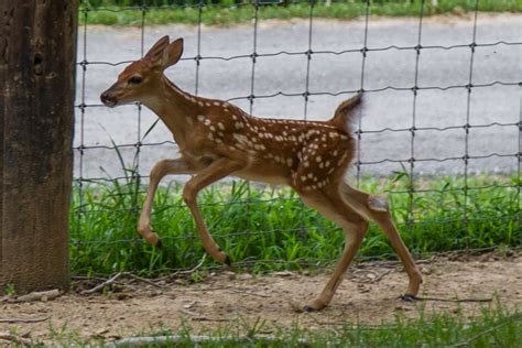 Your Environment Do Not Touch Or Remove Fawns From Habitat Article