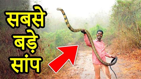 दुनिया के अब तक पकड़े गए 5 सबसे बड़े सांप 5 Biggest Snakes Ever Found
