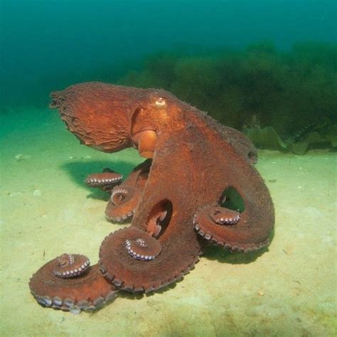 Oceana On Instagram The Giant Pacific Octopus Is Considered The