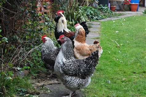 The Institute Of Urban Homesteading Teaching About Chickens Urban