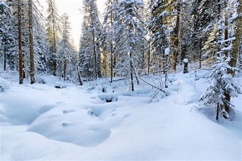 A Paisagem Bonita Na Floresta Do Inverno Com Neve Tampou A Clareira E Abeto Nevados Imagem De