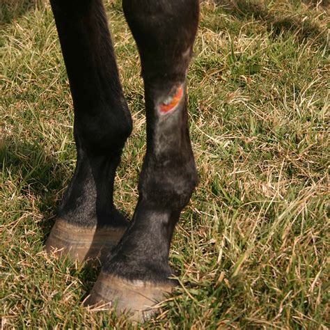 Managing Horse Wounds To Prevent Scarring The Horse