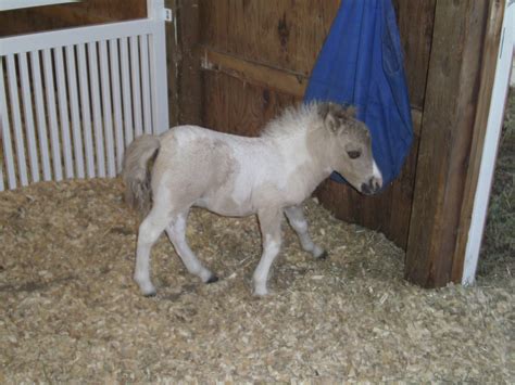 Cute Little Baby Shetland Pony Pony Horse Miniature Horse Shetland