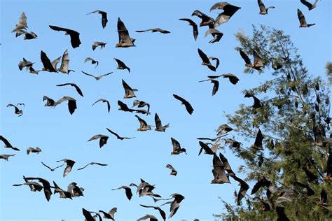 South Creeks Flying Fox Colony Has Rapidly Grown In Size This Spring