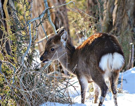 Sika Deer At Blackwater National Wildlife Refuge This Is