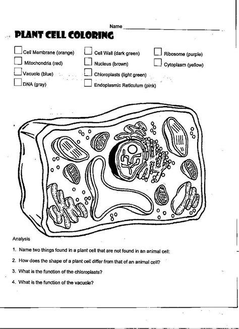 Animal Cell Coloring Worksheet Answers