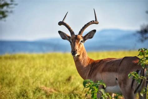 30 antelope trivia quiz questions and answers onlineexammaker blog