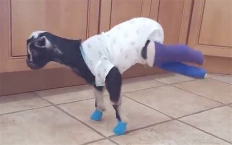 Amazing Video Of Rescued Baby Goat Walking On Front Legs Is Unlike