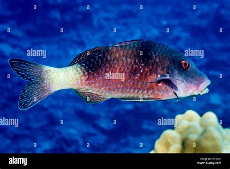 Goatfish Hawaii Hi Res Stock Photography And Images Alamy