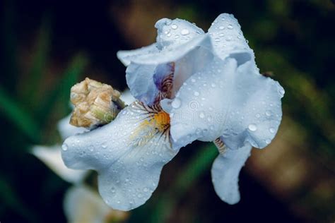 Blue Iris Flower In The Morning Dew The Botanic Gardens Stock Photo