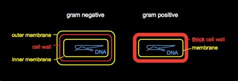 Originally defined as the absolute weight of a volume of pure water equal to the cube of the hundredth part of a metre 1 cm3, and at the temperature of melting ice. Genetics 08: 'Bacterial Basics, Phages, and CRISPR elements'