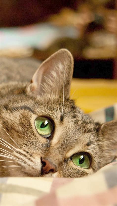 Check spelling or type a new query. Found -> Baby Cats Meowing #super | Kocięta, Kociaki, Kotki