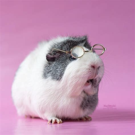 Guinea Pigs With Glasses 9mood