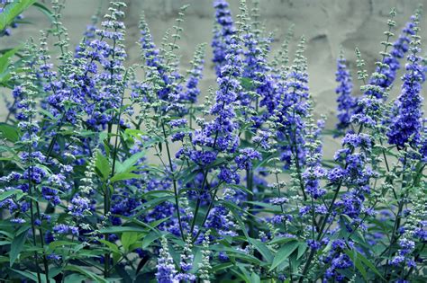 Southern Lagniappe Blue Flowers
