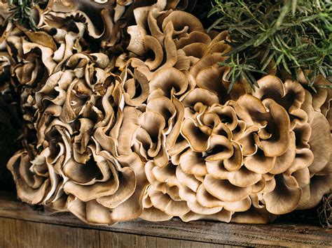 3 Edible Wild Mushrooms And 5 To Avoid
