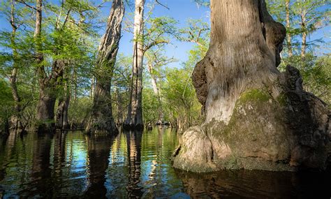 Worlds Fifth Oldest Tree Found In North Carolina Duke Energy