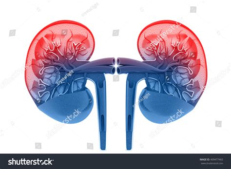 Human Kidney Cross Section3d Render Stock Illustration 409477465 ...