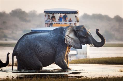 The 7 Best Places To See Elephants In Africa Wildest