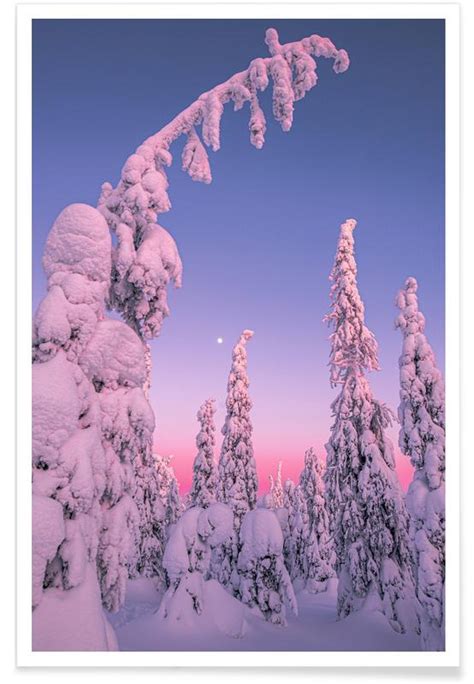 Coated Trees In Purple Light Poster Juniqe