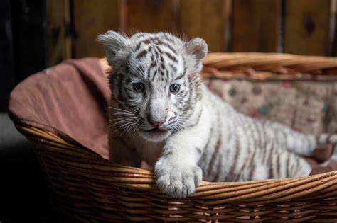 A Newborn White Bengal Tiger Cub At Yunnan Wildlife Zoo Kunming China
