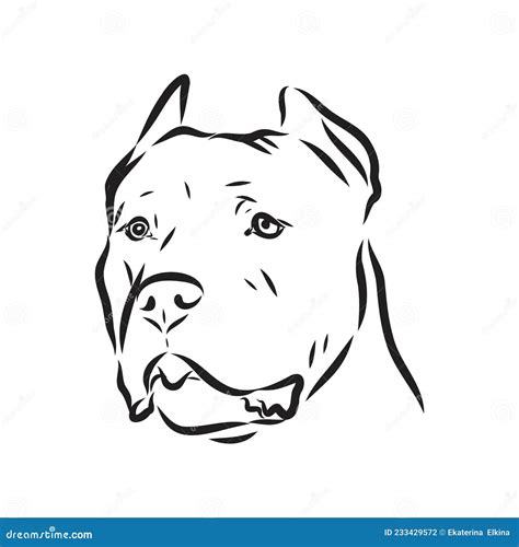 Pitbull Dog Sketch On White Vector Illustration