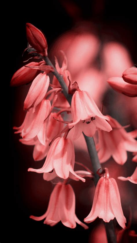 Download Wallpaper 1080x1920 Bell Flower Bloom Pink