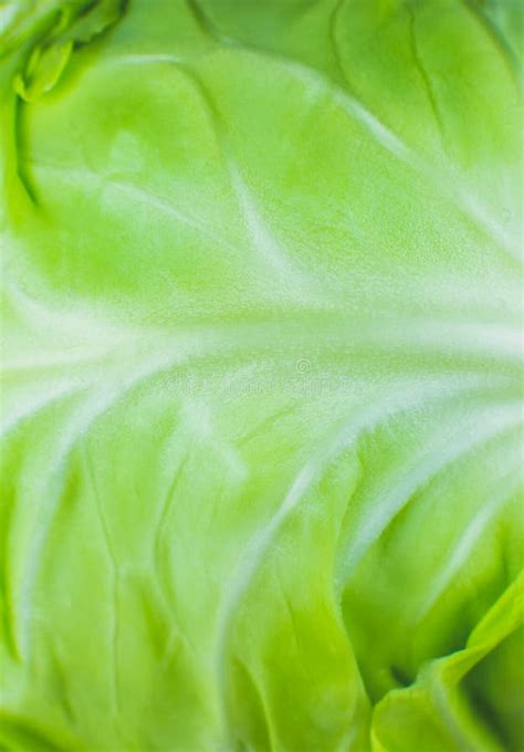 Green Cabbage Texture Background Close Up Stock Image Image Of