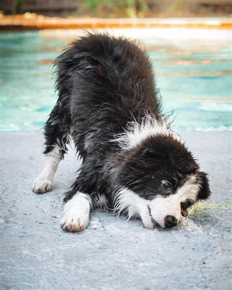 15 Amazing Facts About Border Collies You Probably Never Knew The Dogman