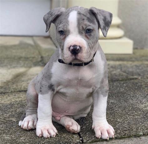 She has a lot of drive and is extremely athletic and her pitbull puppies are beautiful to say the least, she is a great mother and is playing a major role in the. Merle XL American Bully puppies ABKC | Norwich, Norfolk ...