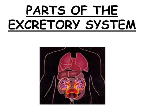 Ppt Topic Excretory System Aim Describe Parts And Functions Of The