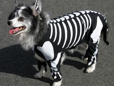 Halloween Costume Ideas For Dogs And Cats Diy