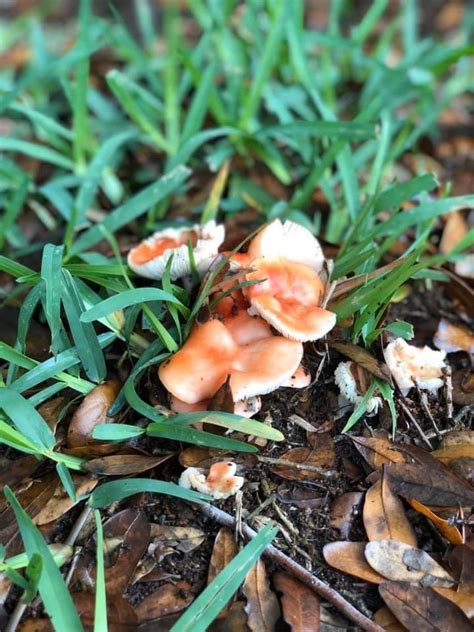Need Help Identifying This Mushroom Found In N Fl Rmycology