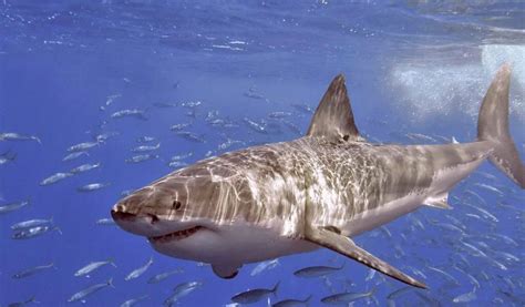 Great White Shark Key Facts Information And Picture