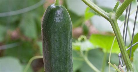 Growing Cucumbers Bonnie Plants Cucumbers On A Trellis Are Clean