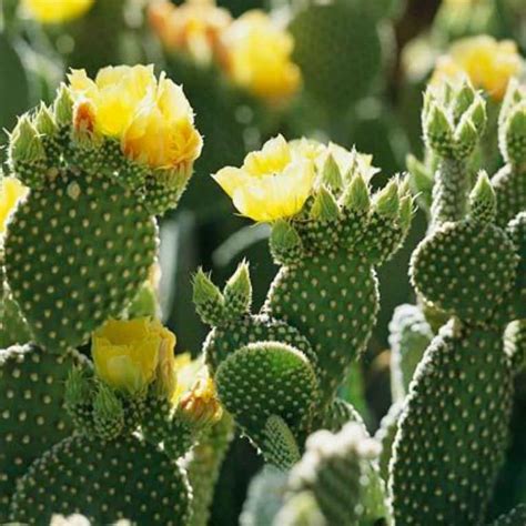 Bunny ears cactus, how to propagate bunny ears cactus from cutting it has taken more than 4 month to propagate bunny ear. Opuntia microdasys alba spina - Bunny Ear Cactus - myBageecha